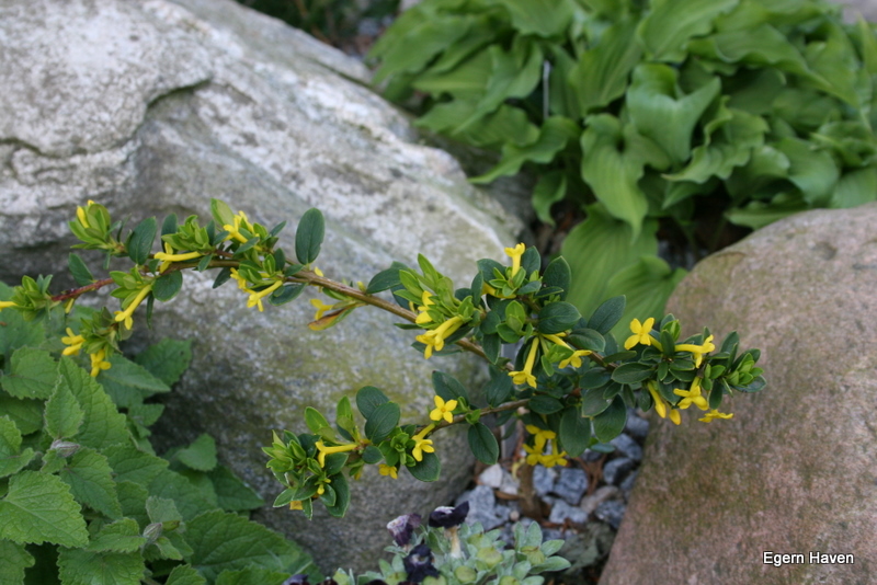  aurantiaca