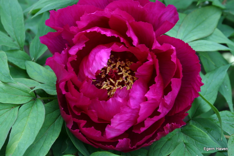 Tree Paeonia