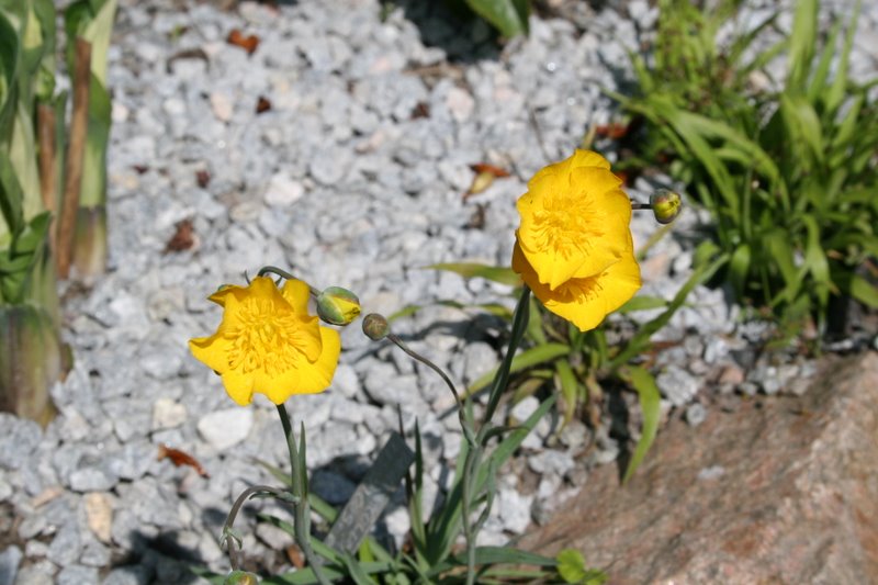 Ranunculus ilyricus