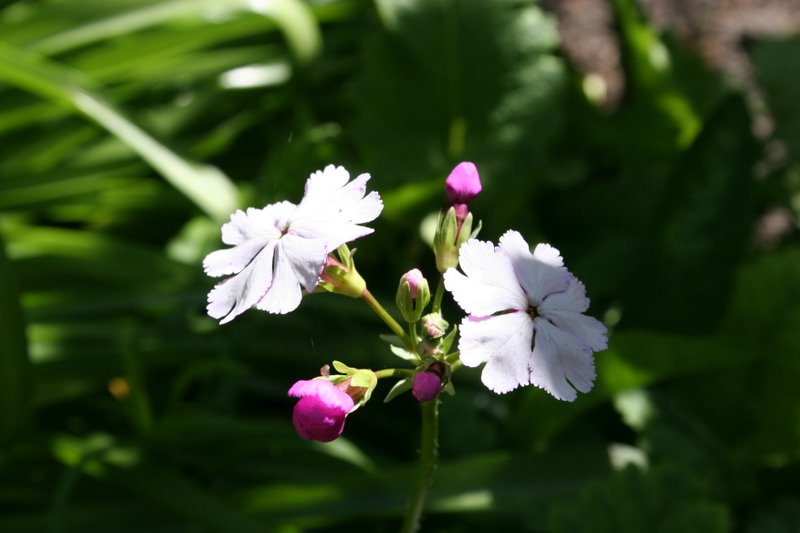 Siboldii Sakurasoh