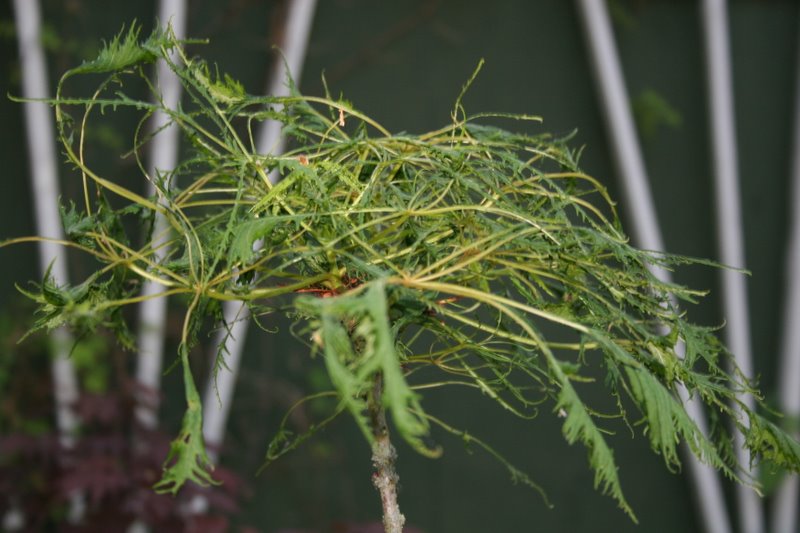 Aesculus hippocast. Iaciniata