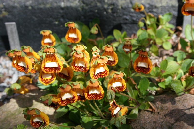 Calceolaria uniflora var. darwinii Walter Shrimpton
