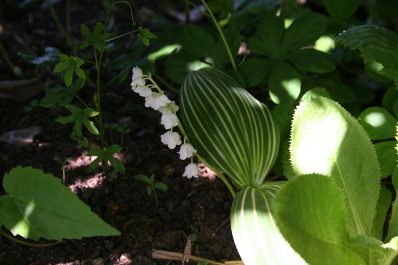 Convallaria majalis albostiata