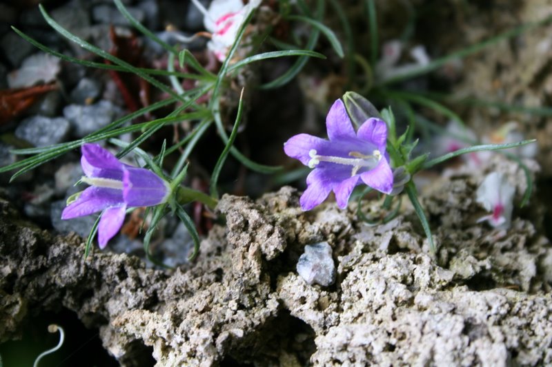 Edraianthus gramnifolius