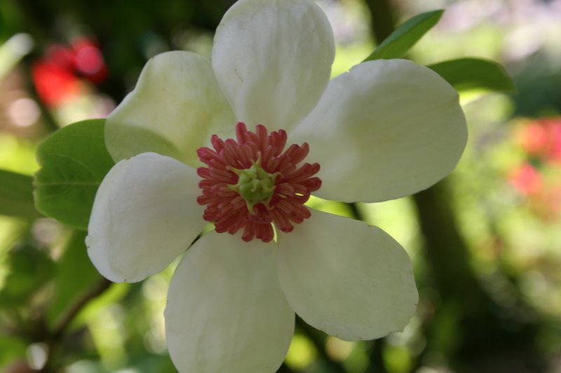 Magnolia sieboldii