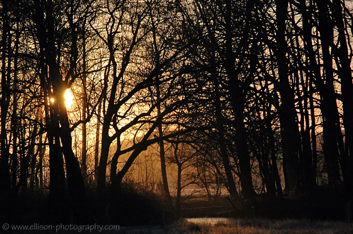 Sunrise at Amsterdamse Waterleiding Duinen