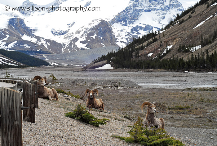 Bighorn Sheep near Athabasca Glacier