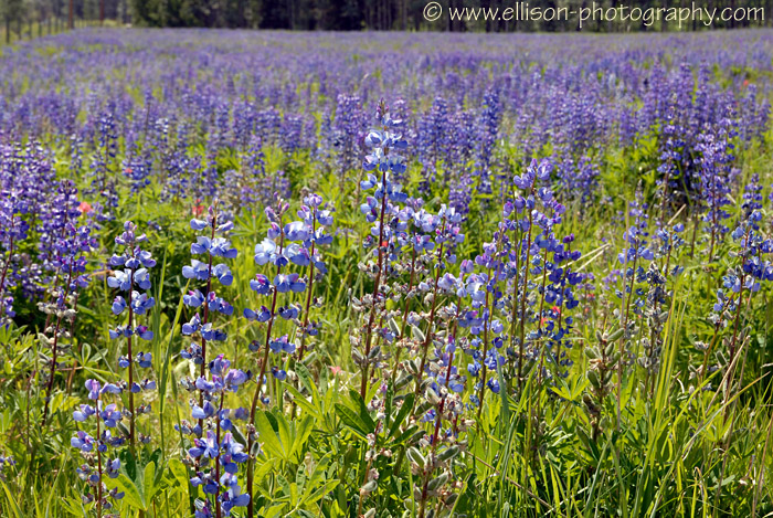 Lupins