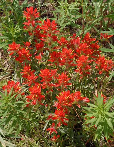 Indian Paintbrush