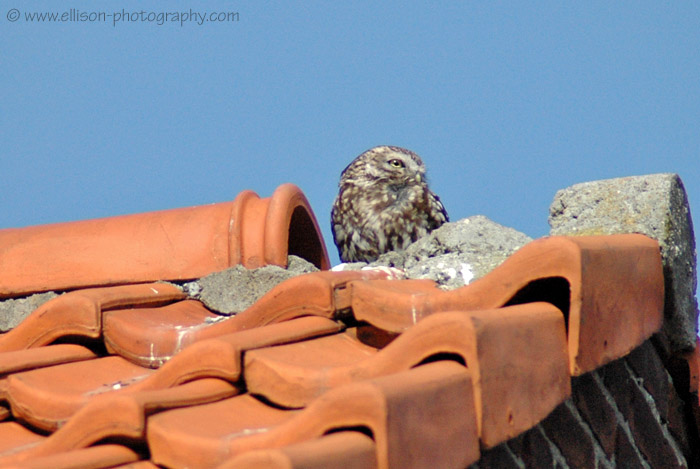 Little Owl