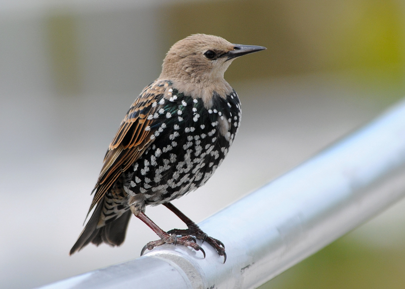 Starling