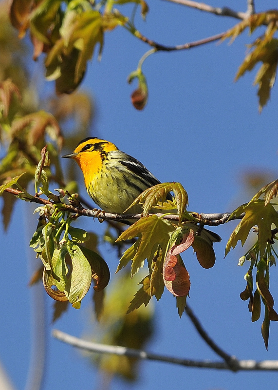 Blackburnian Warbler