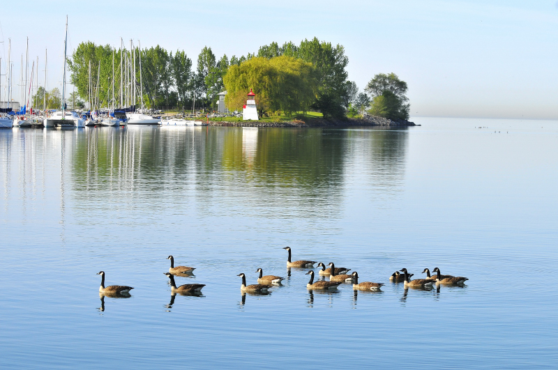 Canada Geese in the harbour