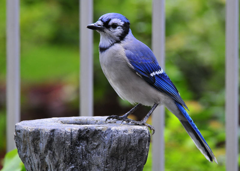 Blue Jay