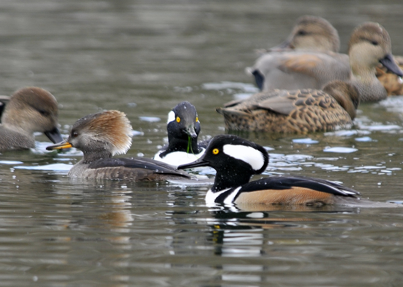 Hiding out amongst the Gadwalls