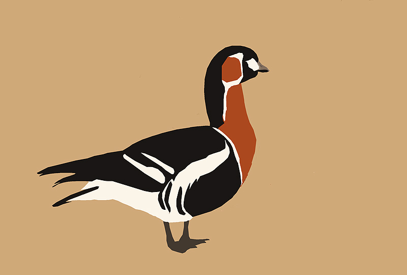 roodhals-lauwersmeer.jpg