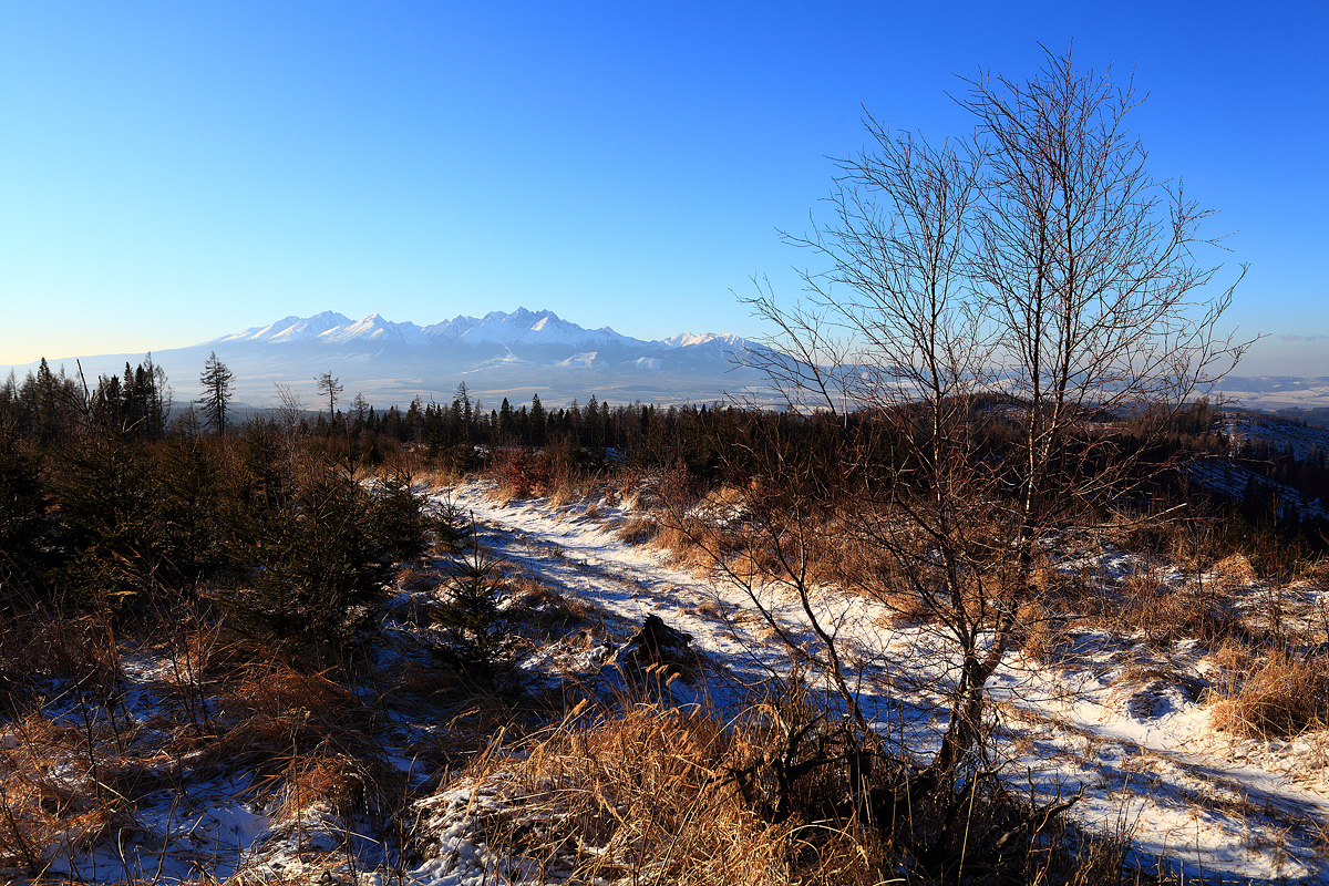 Winter afternoon I