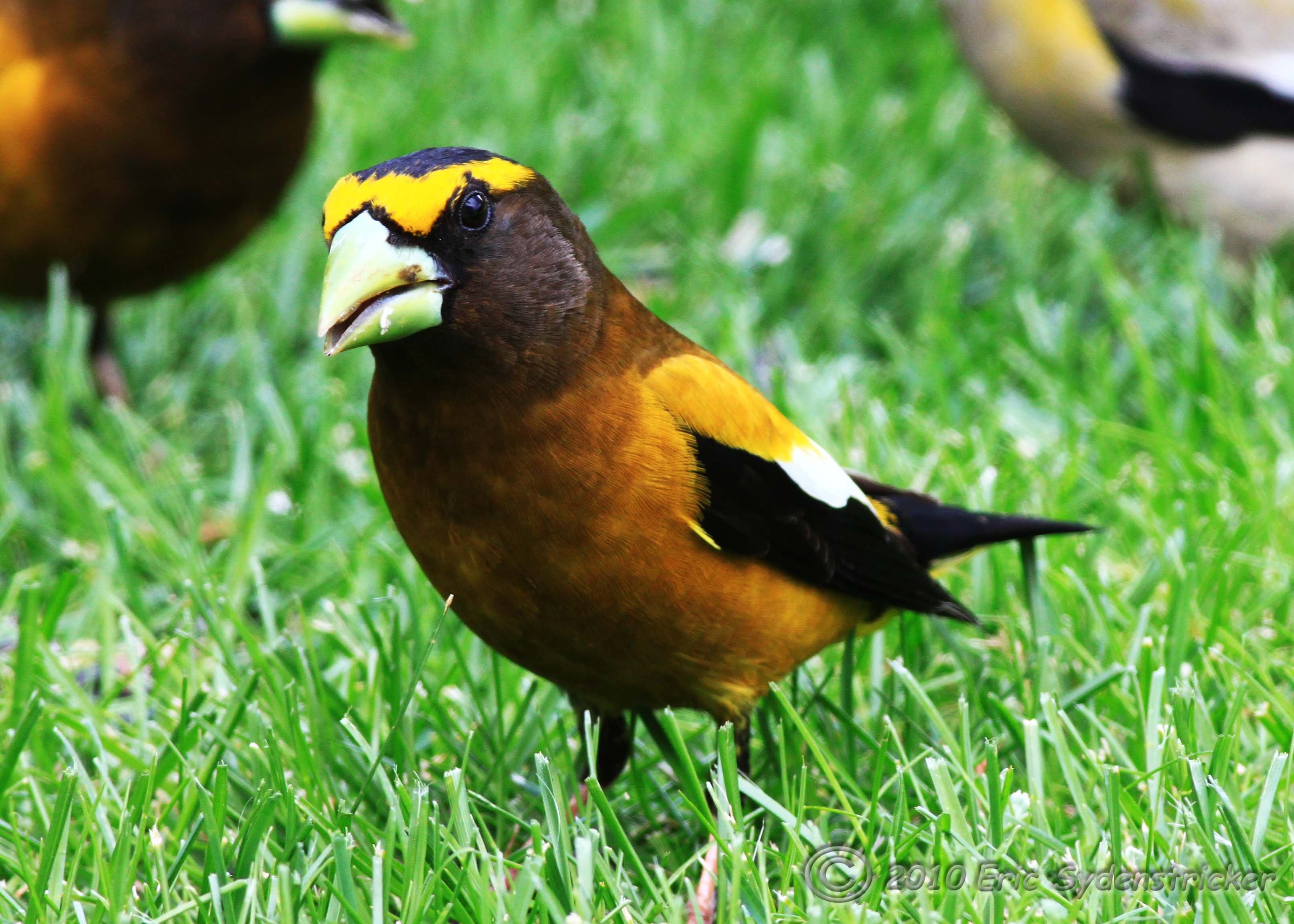 Evening Grosbeak