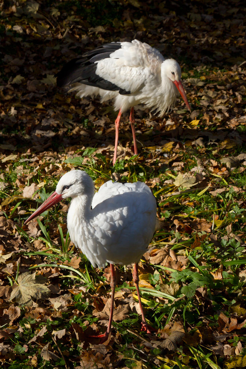 Storks
