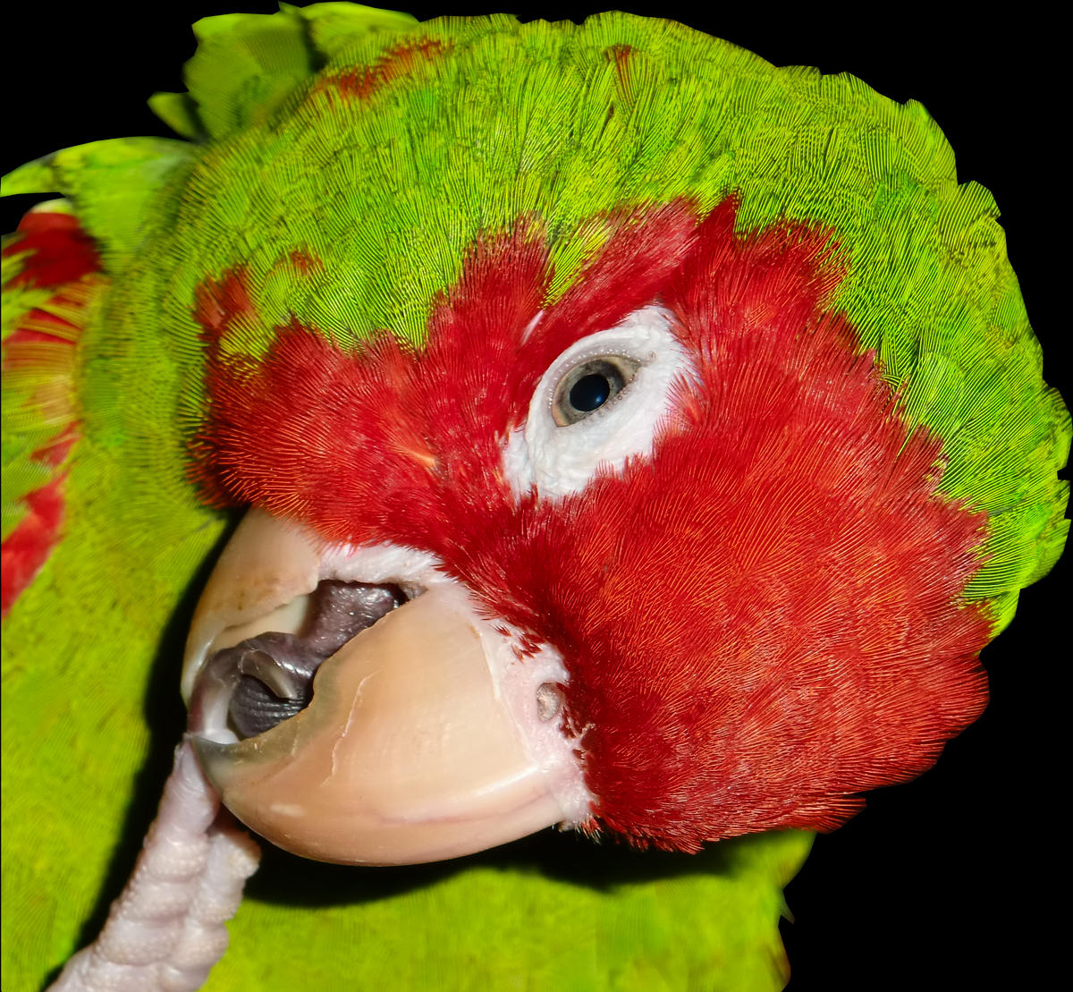 Coco
