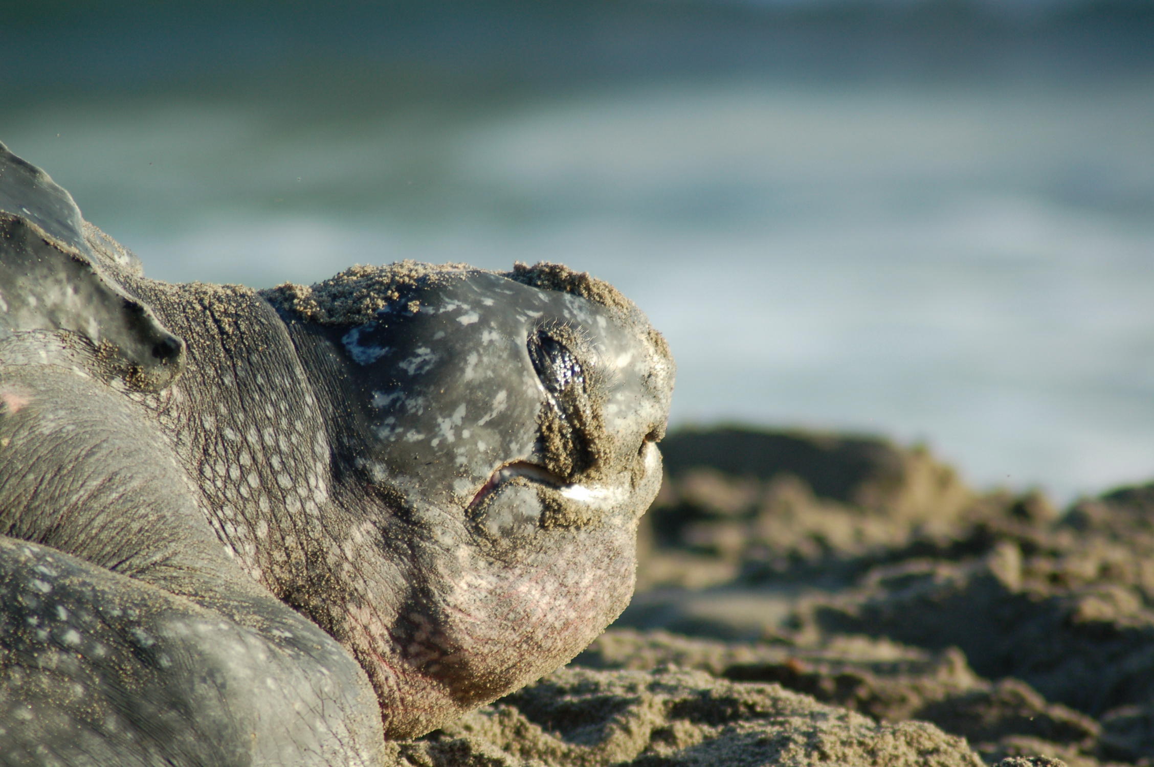 Leatherback