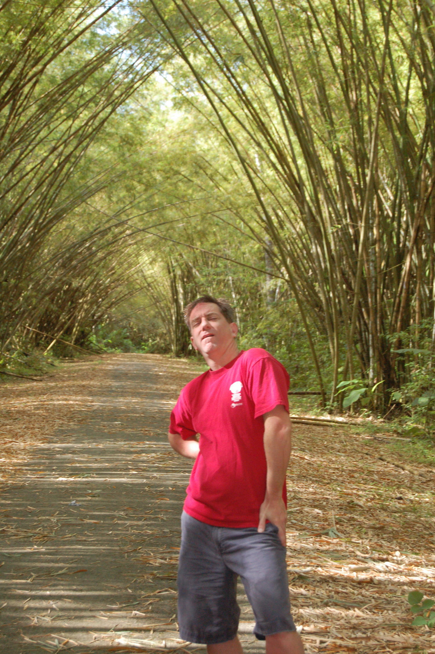 Bamboo Cathedral