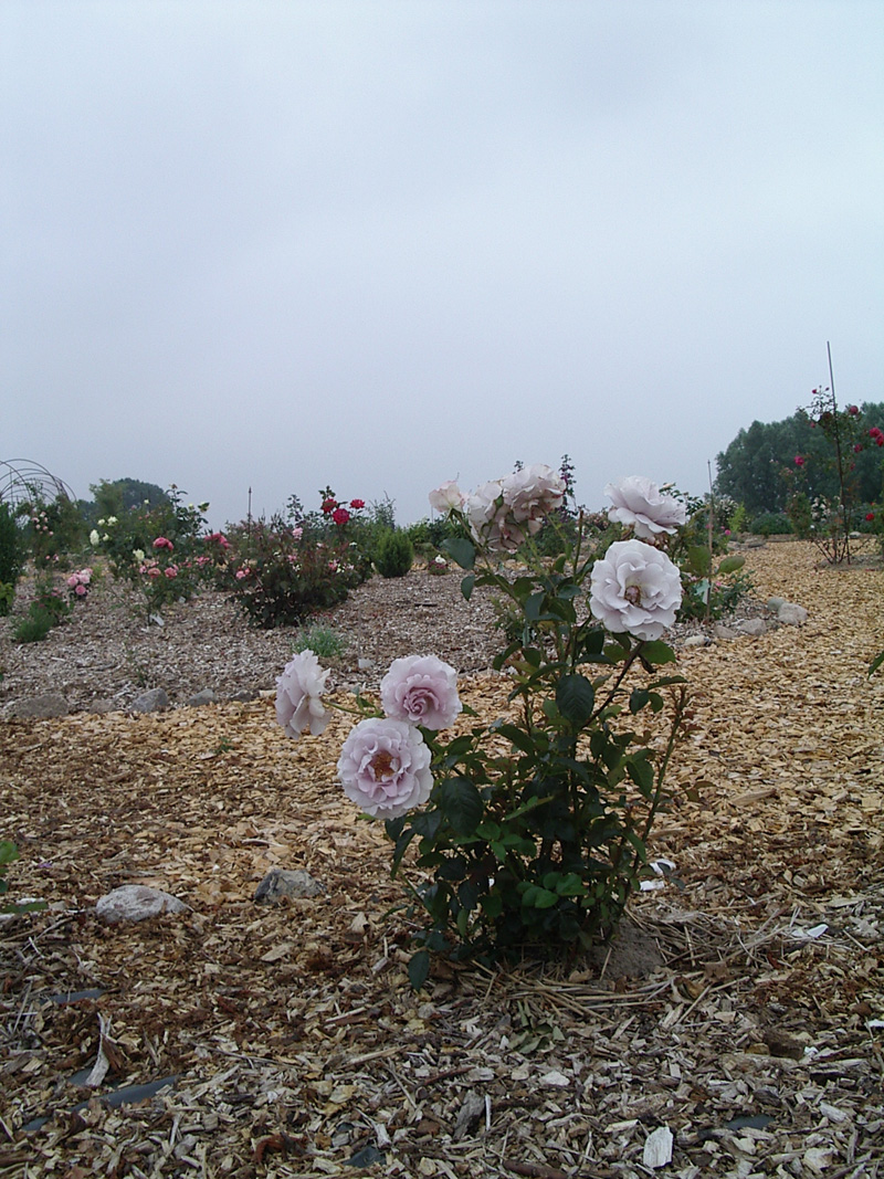 IMGP2134.JPG