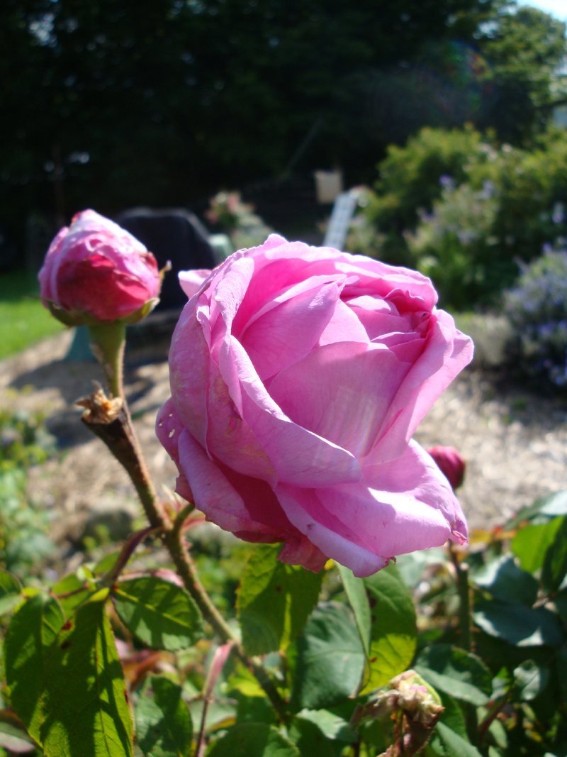 DSC08985.JPG
