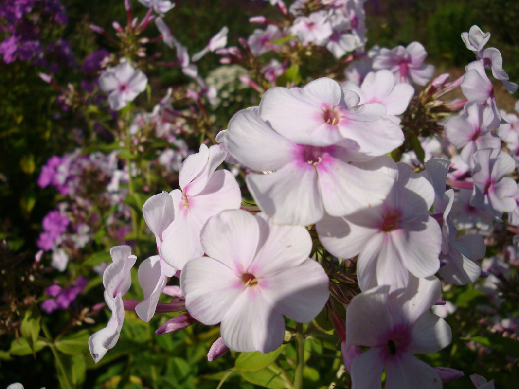DSC09023.JPG