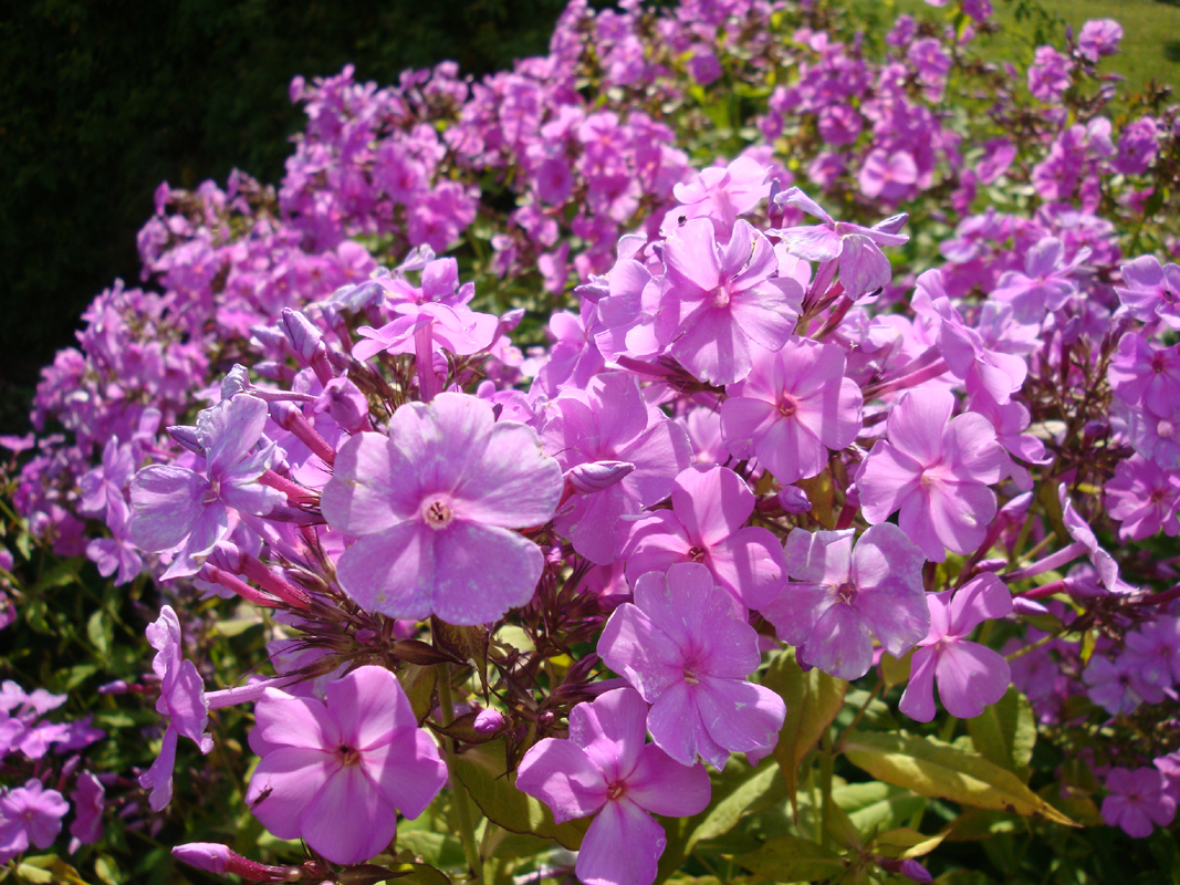 DSC09024.JPG