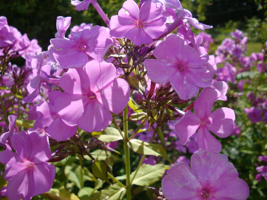 DSC09025.JPG