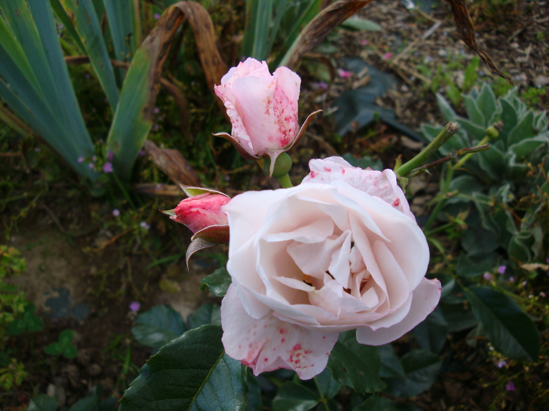 DSC09049.JPG