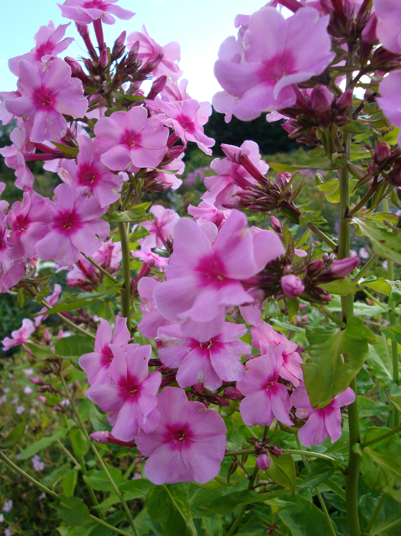 DSC09051.JPG