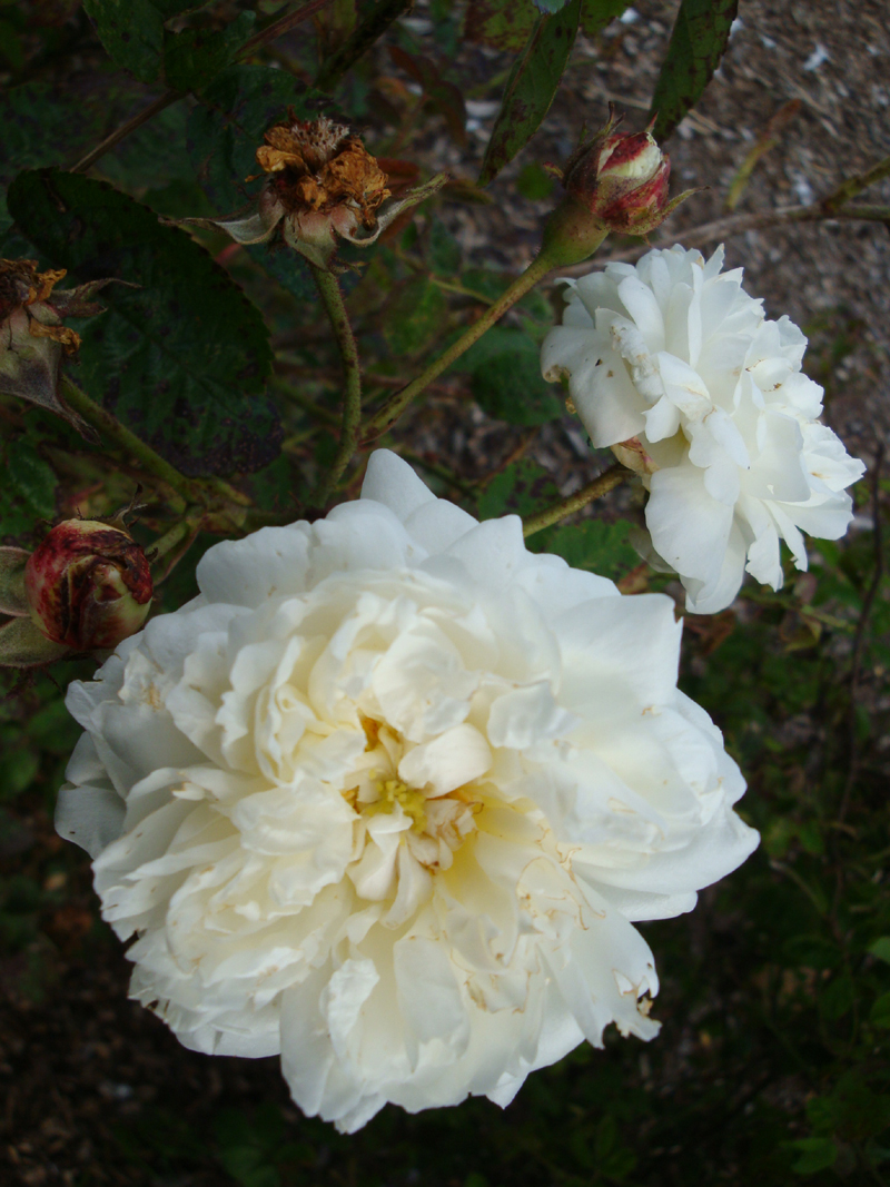 DSC09056 Virge de Clry.JPG