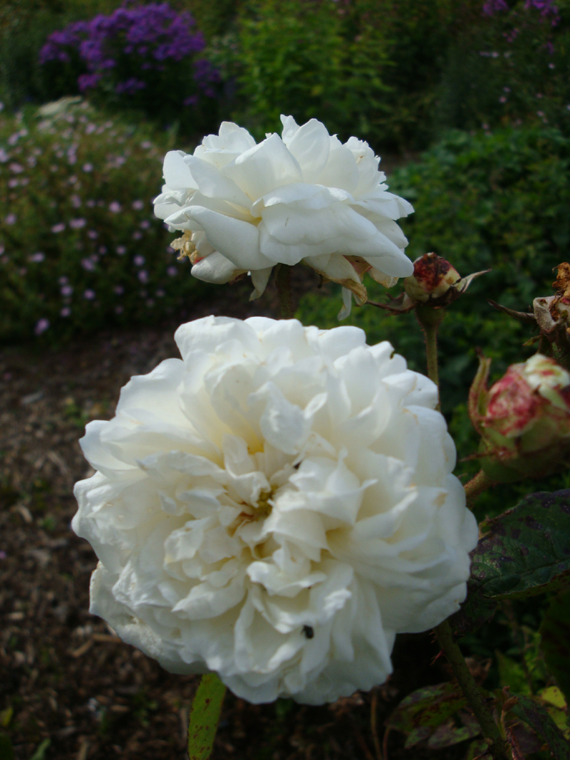 DSC09057 Virge de Clry.JPG