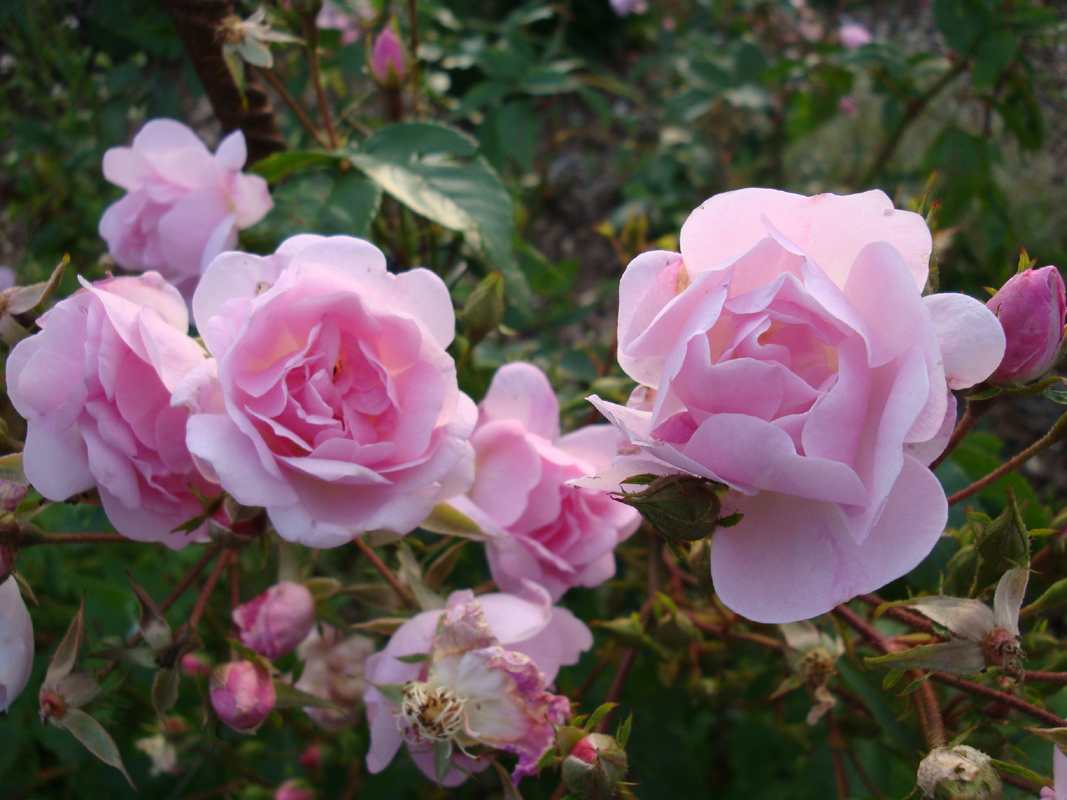 DSC09067.JPG