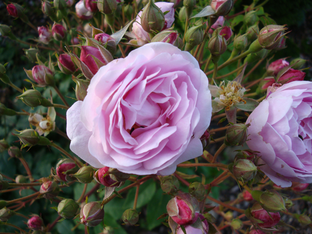 DSC09069 Champneys Pink Cluster.JPG