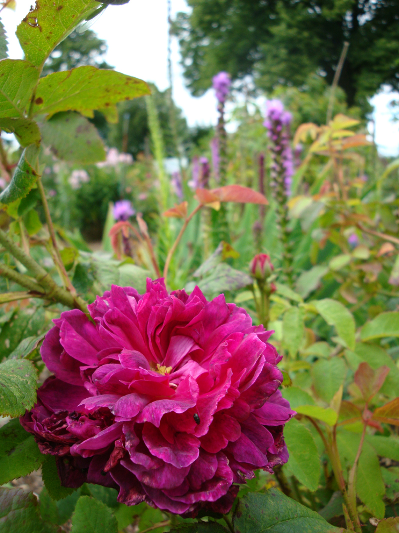 DSC09229.JPG