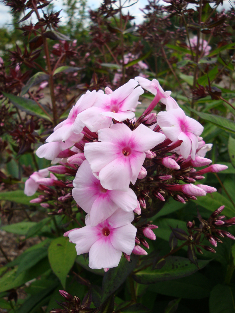 DSC09288.JPG