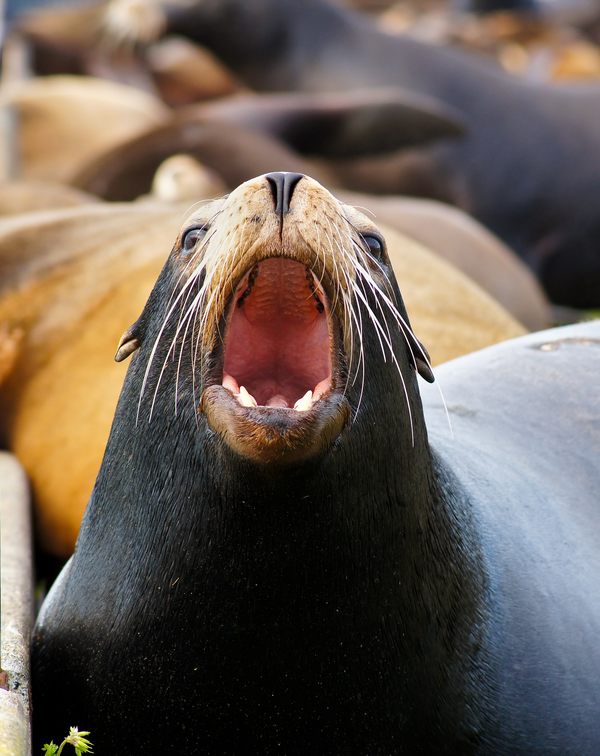 sea lion.jpg