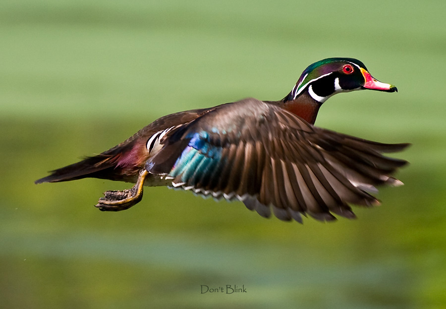 Wood Duck on the rise