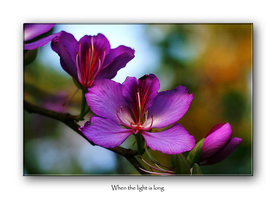 Orchid Tree bloom