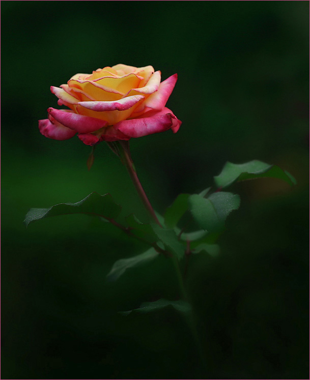 Early morning rose