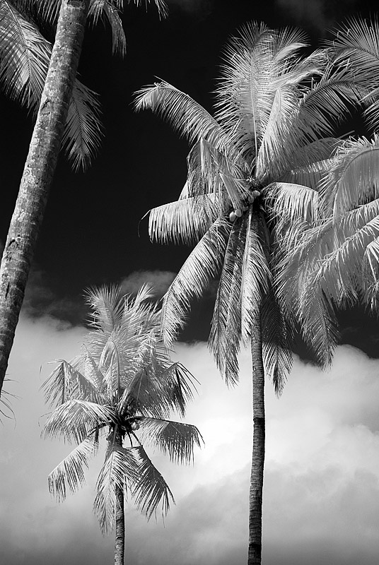 Palms at Borobudur.