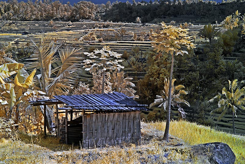 Jatiluwih rice terraces.