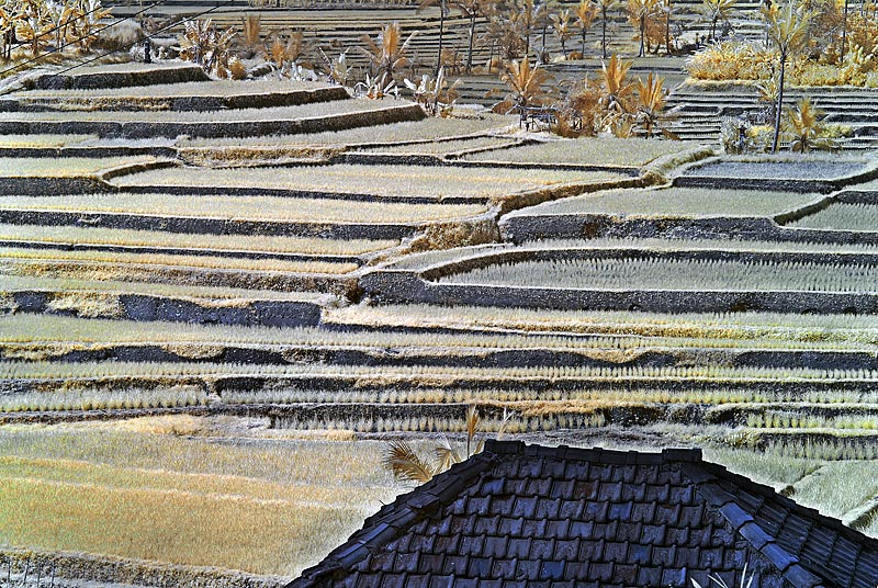 Jatiluwih rice terraces.