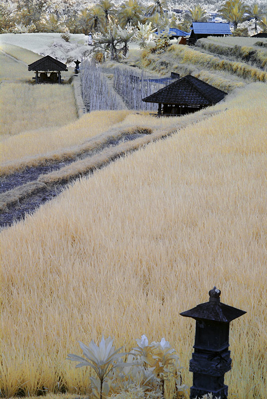 Jatiluwih rice terraces.