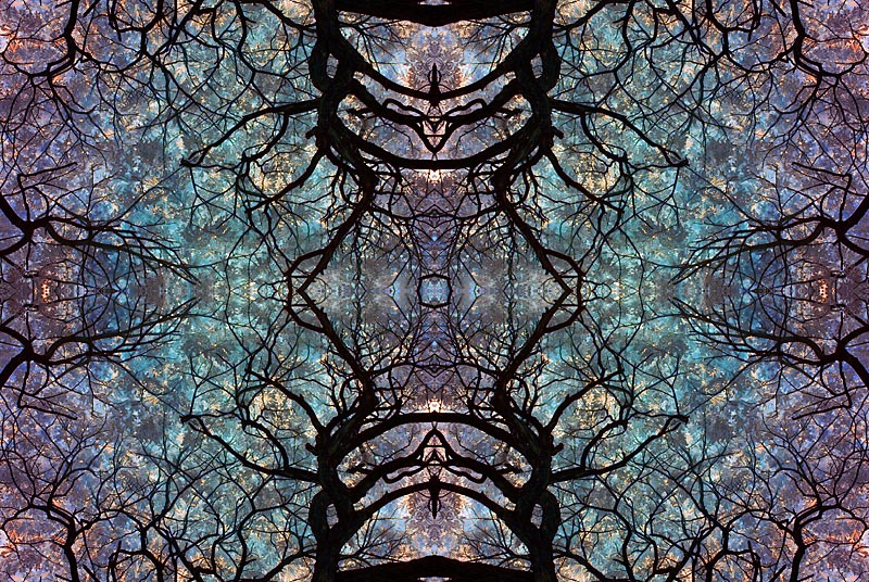 Trees Trees