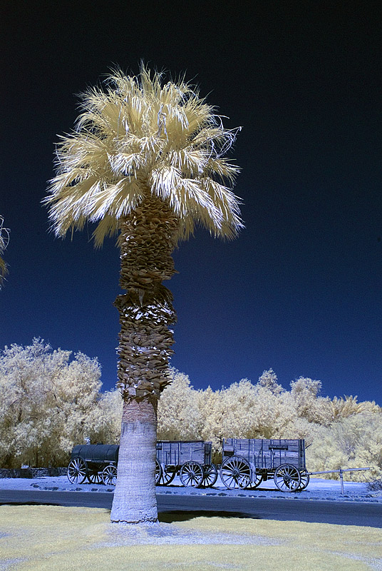 Furnace Creek palm.