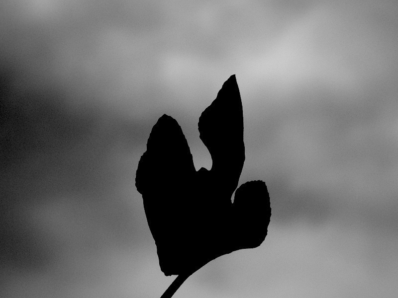 Fig leaf